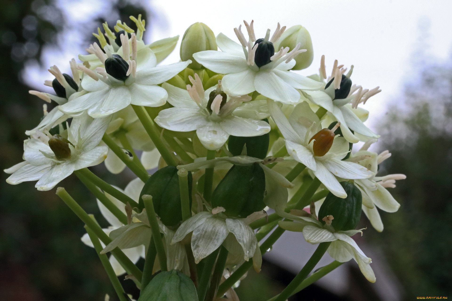 chincherinchee, , 